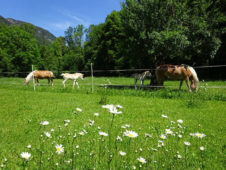 Terrasse FeWo Staufen